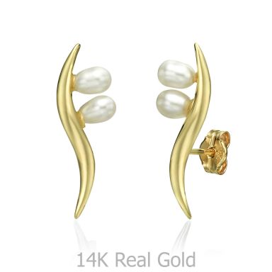 14K Yellow Gold Women's Earrings - Northern Star